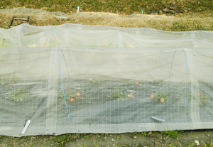 イチゴ畑 イチゴ畑